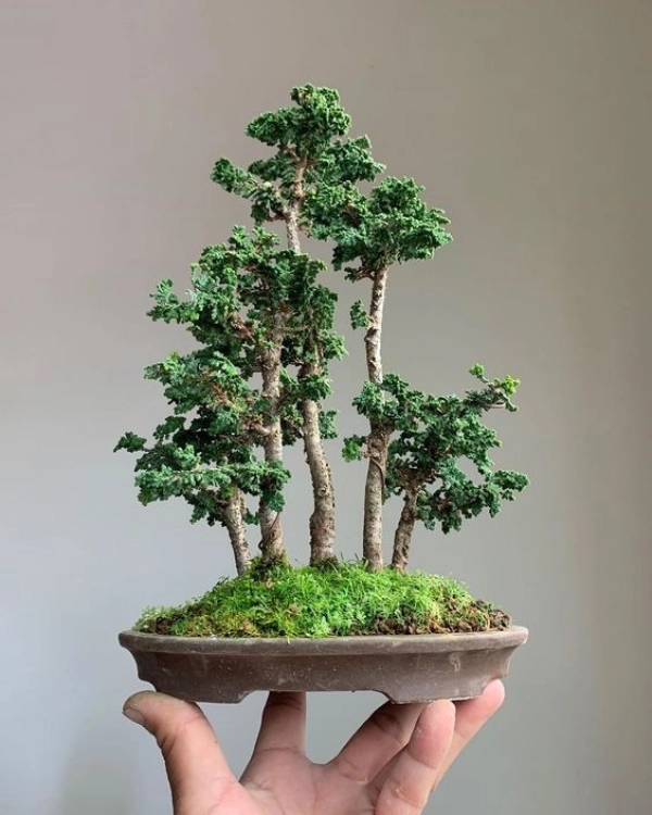 bonsai06