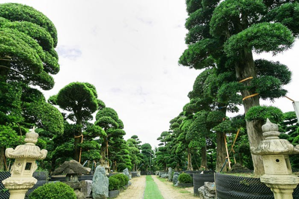 gia-cay-tung-la-han-10
