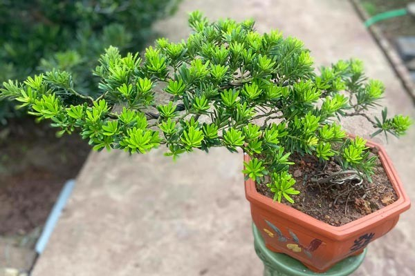 gia-cay-tung-la-han-11