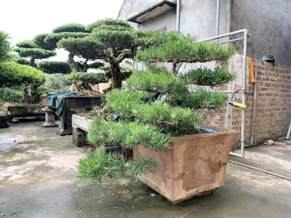 gia-cay-tung-la-han-13