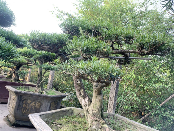 gia-cay-tung-la-han-18