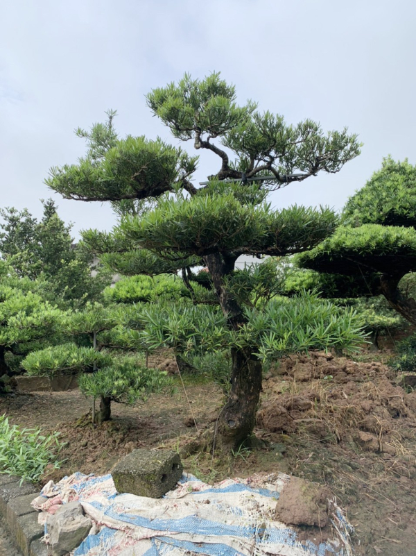 gia-cay-tung-la-han-21