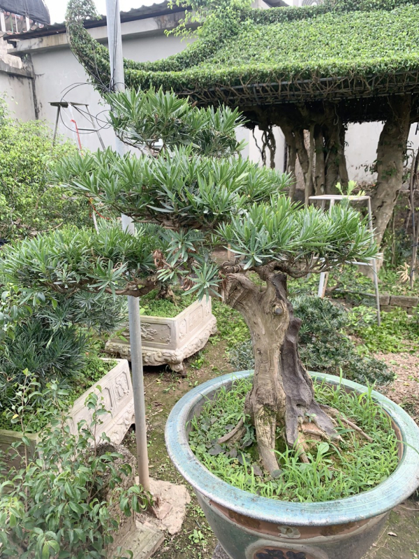 gia-cay-tung-la-han-29