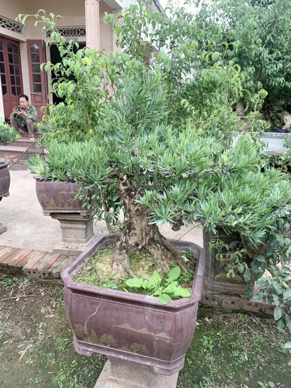 gia-cay-tung-la-han-24