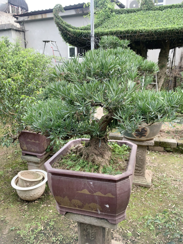 gia-cay-tung-la-han-22