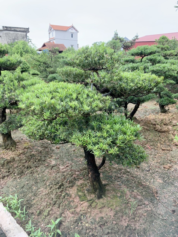 gia-cay-tung-la-han-28