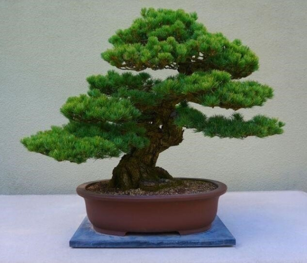gia-cay-tung-la-han-5