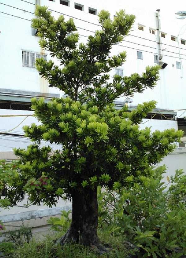 gia-cay-tung-la-han-6