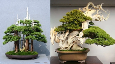 chau-bonsai-1