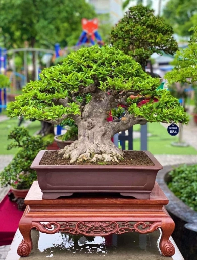 chau-bonsai-chu-nhat-11