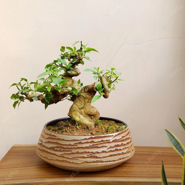 chau-bonsai-14