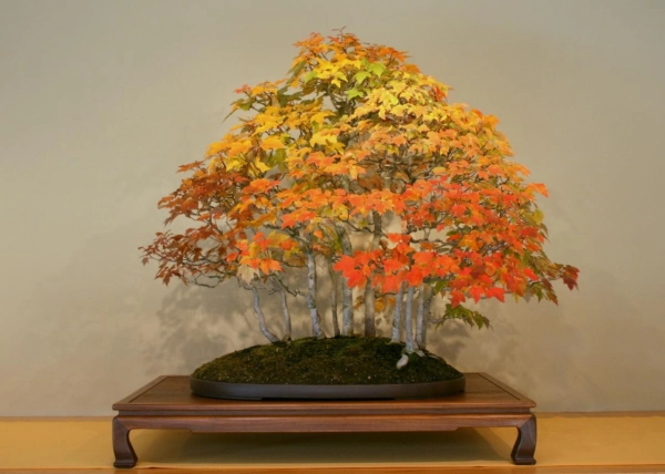 chau-bonsai-16