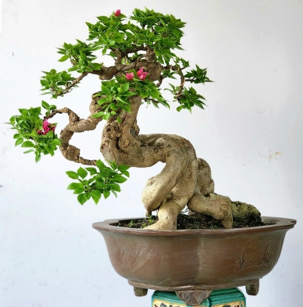 chau-bonsai-2