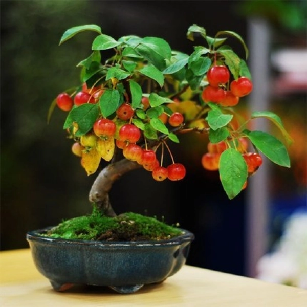 chau-bonsai-20