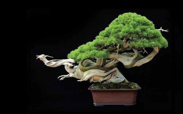 chau-bonsai-4