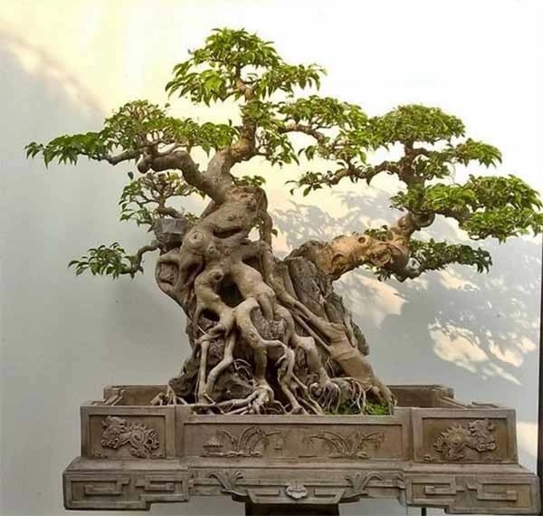 chau-bonsai-chu-nhat-1