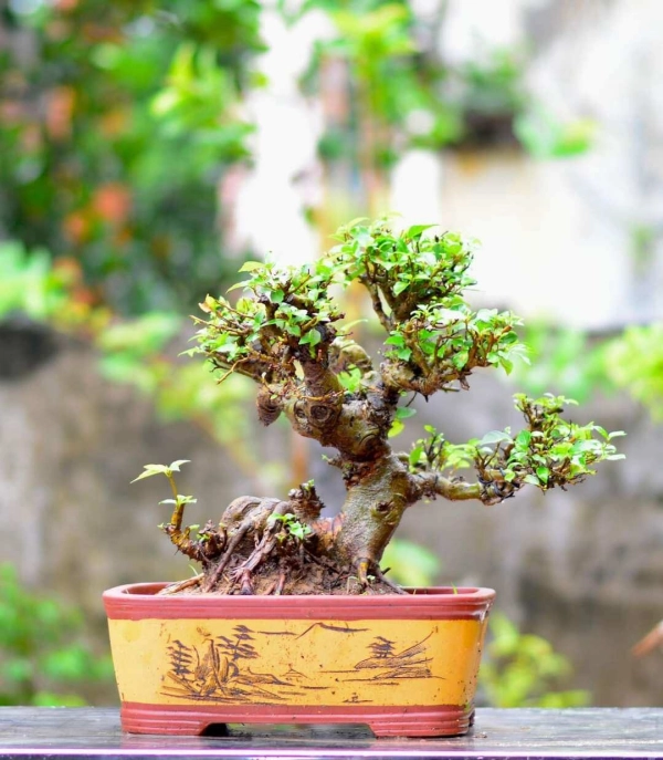 chau-bonsai-chu-nhat-6
