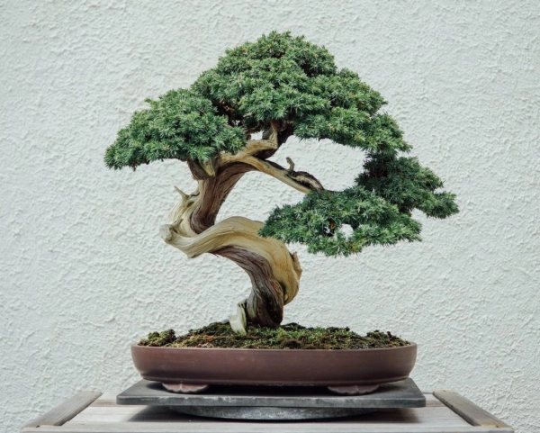 chau-bonsai-dep-5