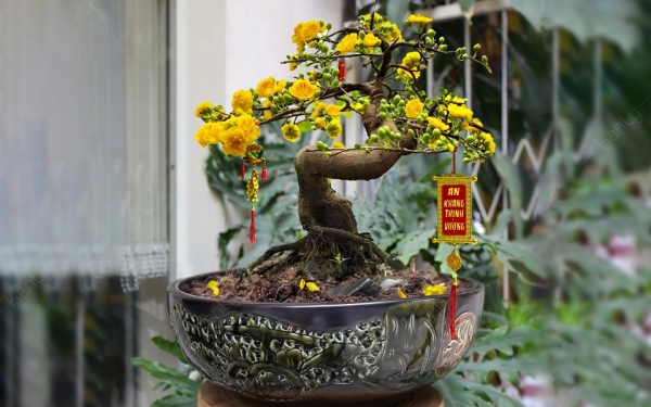 chau-bonsai-dep-9