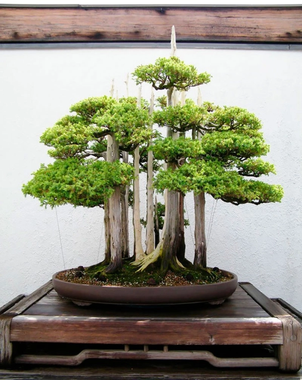 chau-bonsai-lon-1