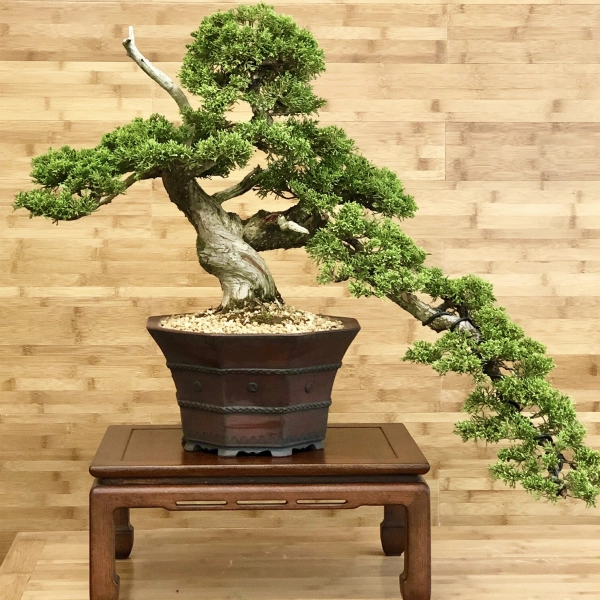 chau-bonsai-lon-6