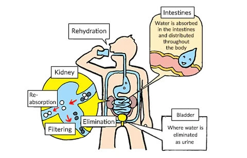 The journey of water through the human body