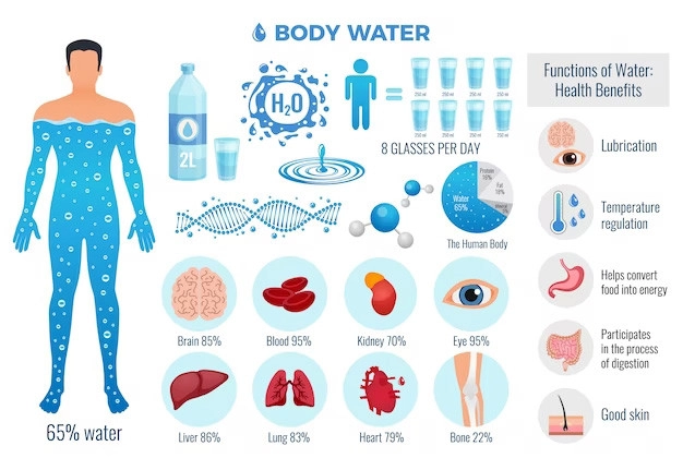 What is the function of water in the body?