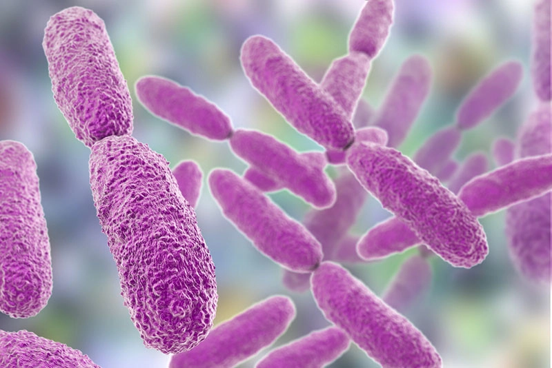 What is Coliform bacteria?