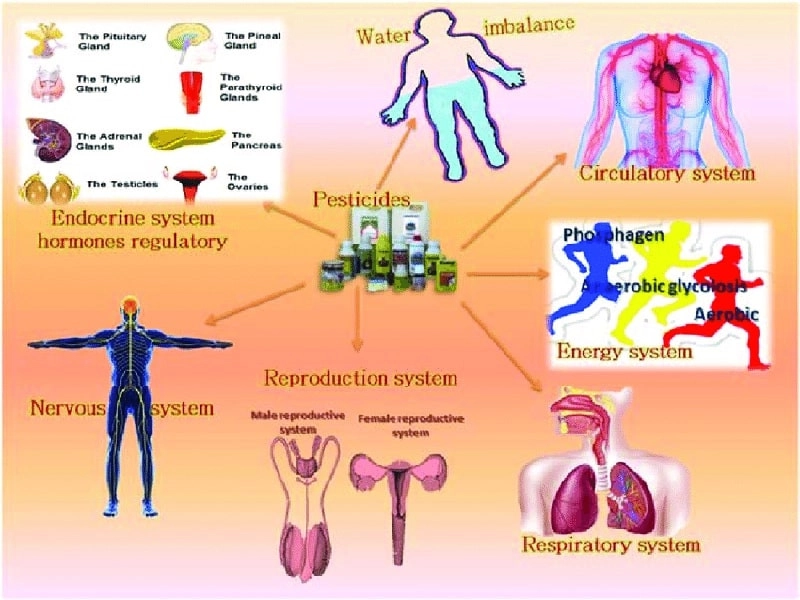 pesticides adverse effects on human health