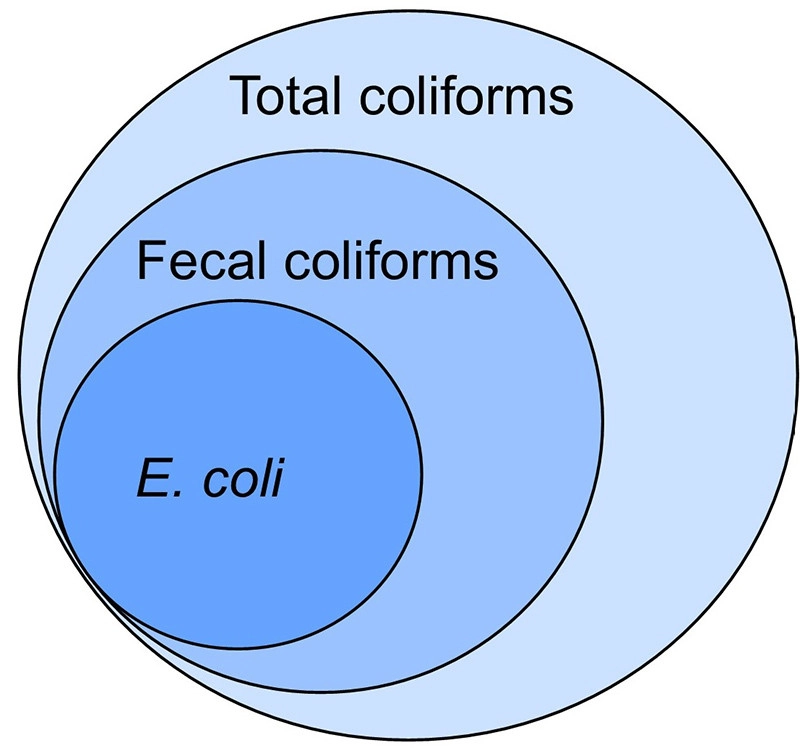 What is Total Coliform?